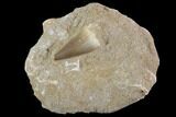 Mosasaur (Prognathodon) Tooth In Rock #96180-1